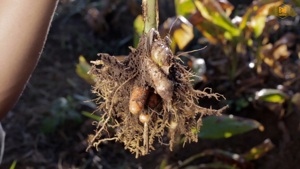 Lakadong Turmeric and its Golden Flavour