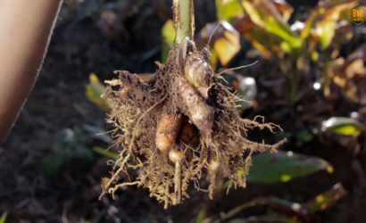 Lakadong Turmeric and its Golden Flavour