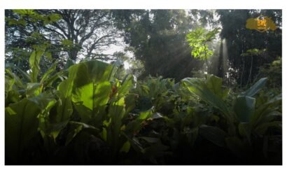 Lakadong turmeric