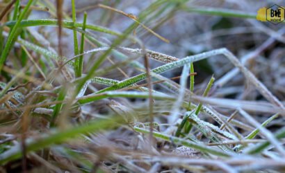 Christmas blog