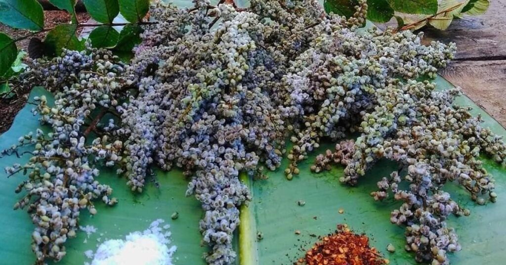 Sumac spice - usage in Northeast India